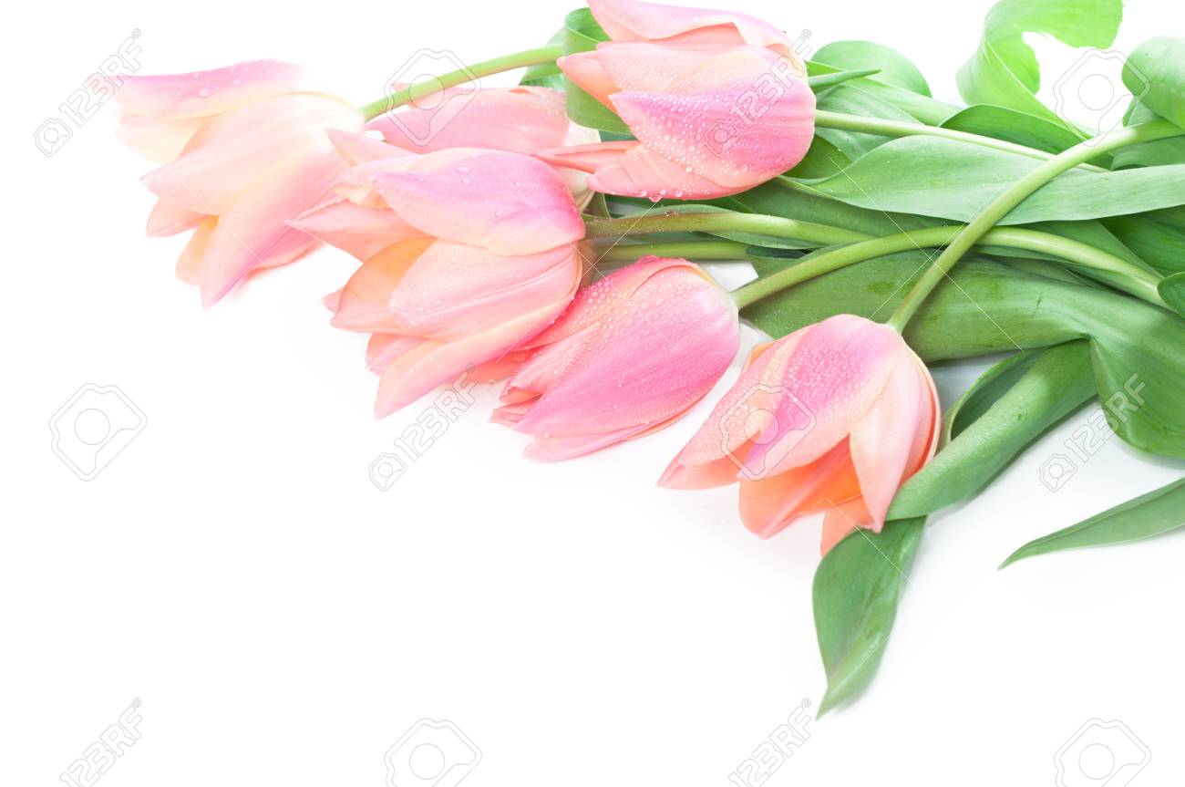 新鮮な春のチューリップの花は はがきのデザインや雑誌のイラストとして使用できます の写真素材 画像素材 Image