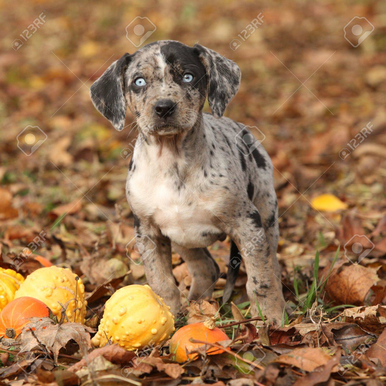 pictures of catahoula puppies
