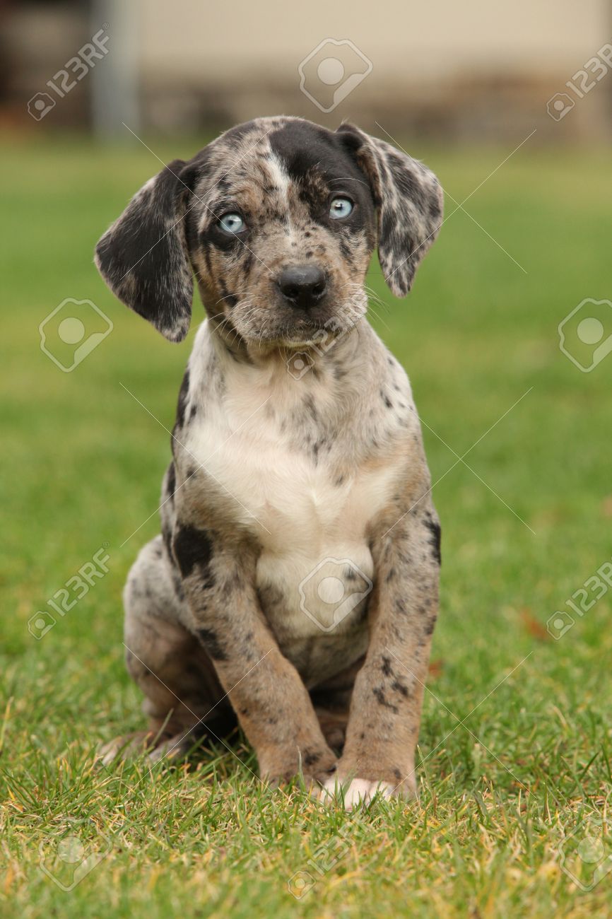pictures of catahoula puppies