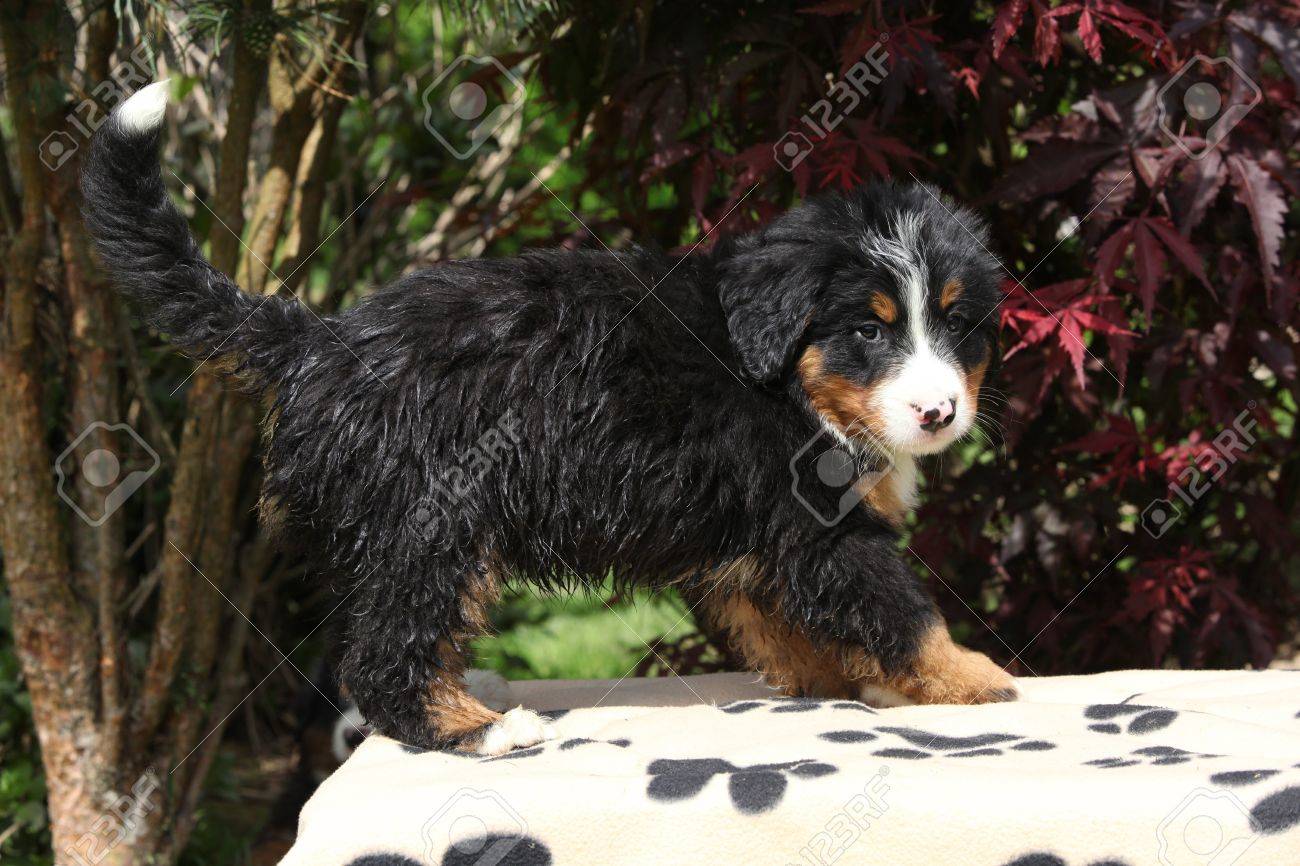 bernese mountain dog blanket