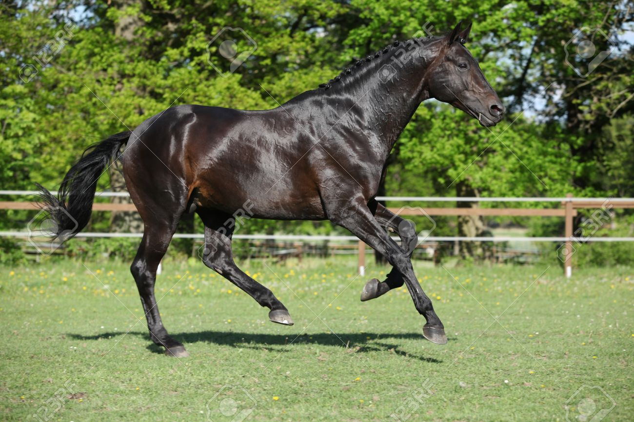 18826023-nice-black-dutch-warmblood-stallion-running-on-pasturage.jpg