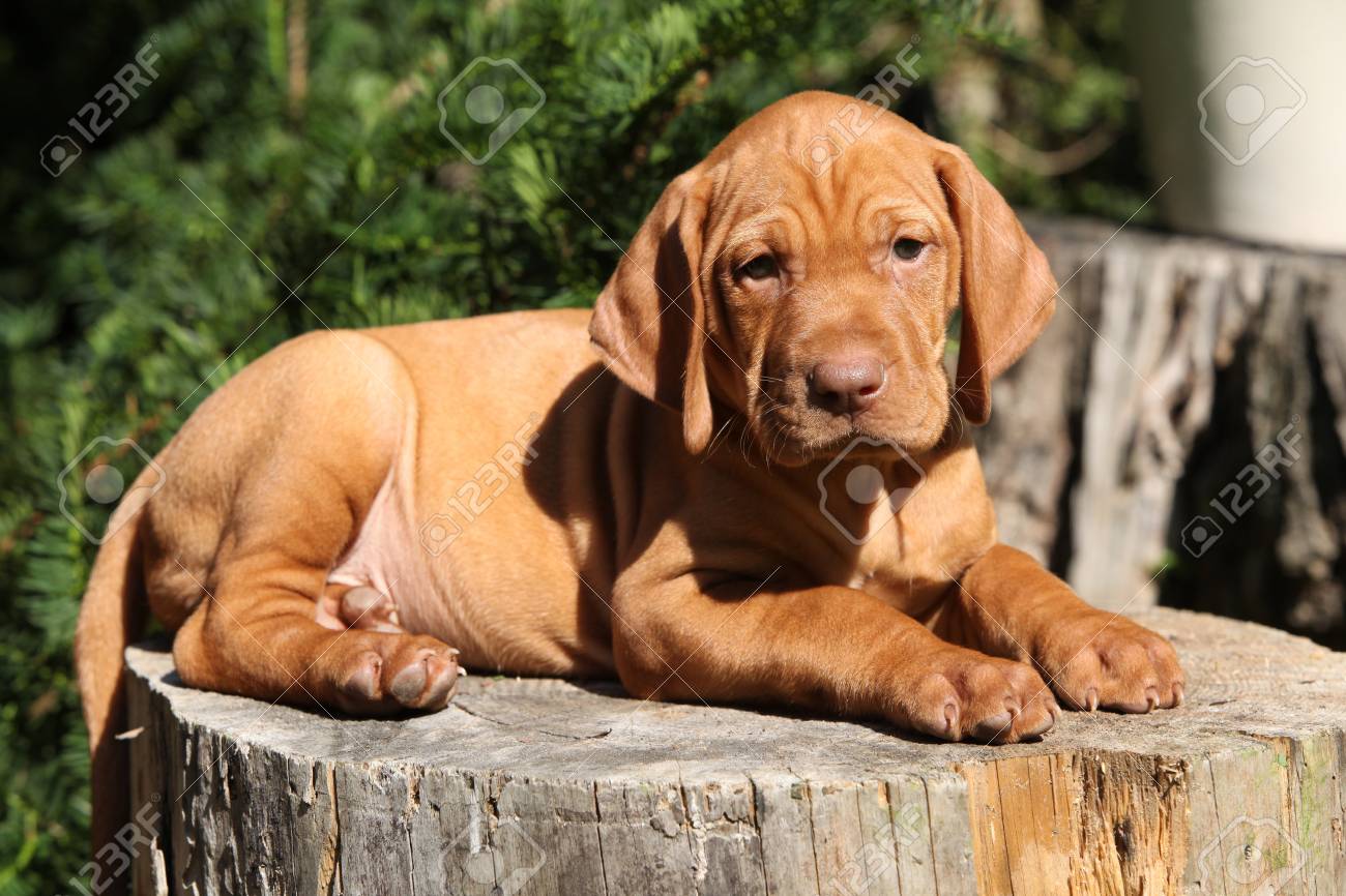 Hungarian Short Haired Pointing Dog Puppy Lying In The Garden