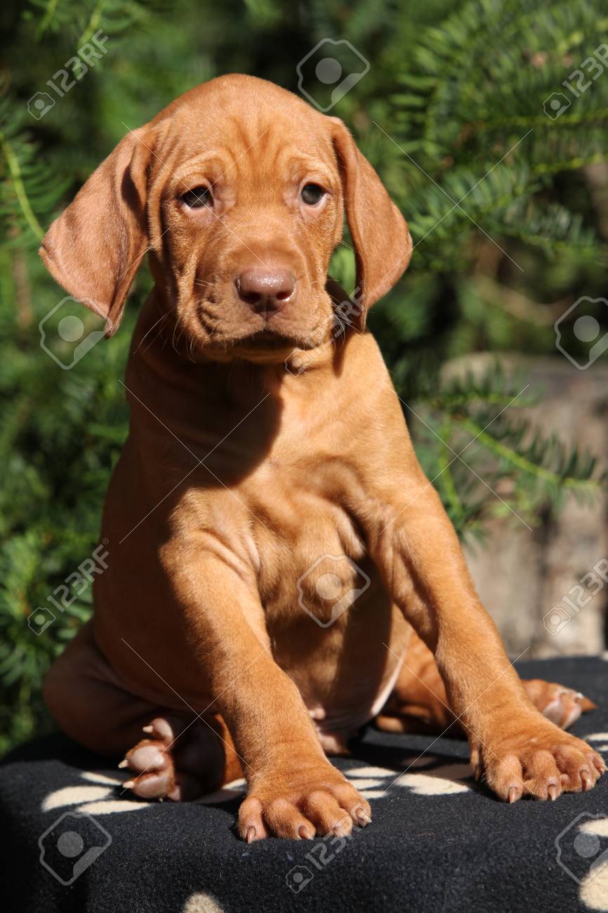 https://previews.123rf.com/images/zuzule/zuzule1308/zuzule130800161/21800232-puppy-of-hungarian-short-haired-pointing-dog-sitting-in-the-garden.jpg