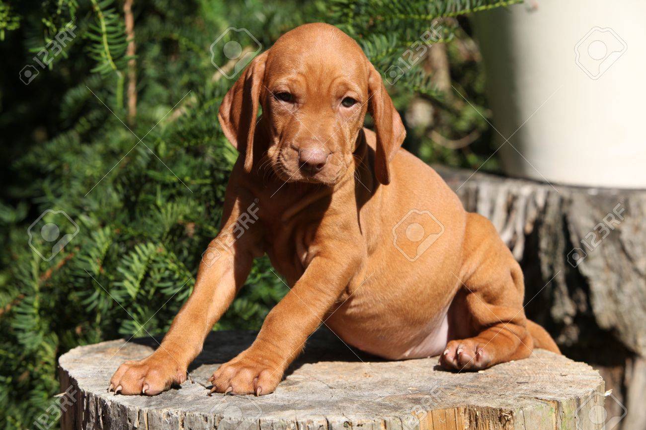 Puppy Of Hungarian Short Haired Pointing Dog Sitting In The Garden