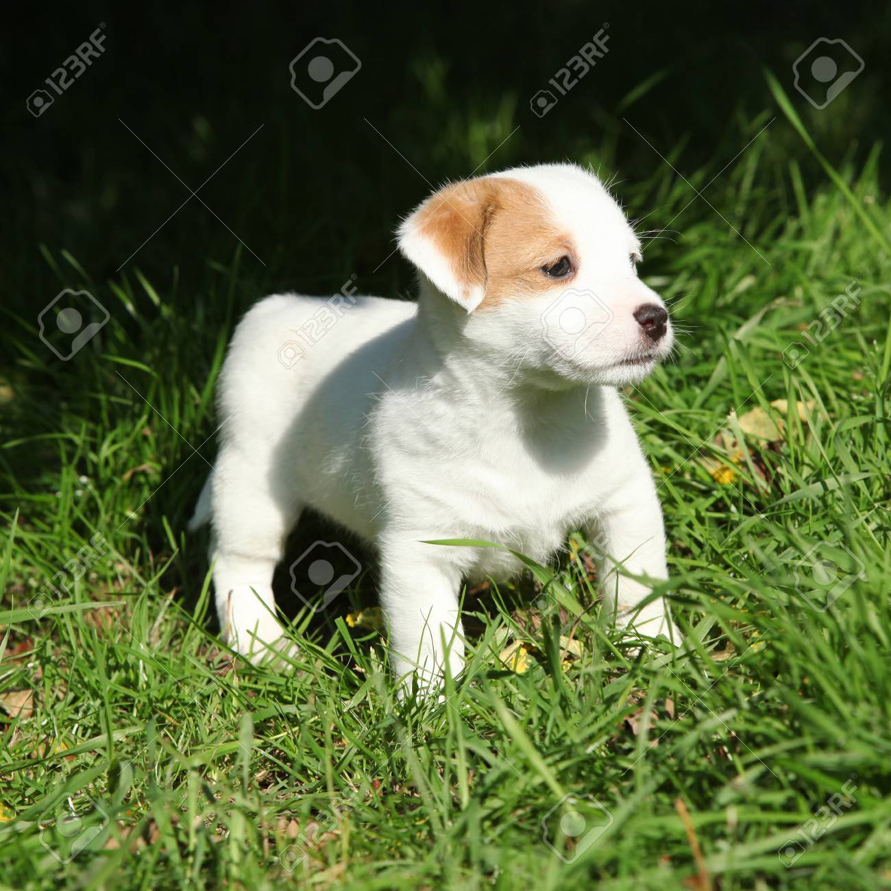 かわいいジャック ラッセル テリア子犬立って庭に の写真素材 画像素材 Image かわいいジャック ラッセル テリア子犬立って庭に の写真素材 画像素材 Image
