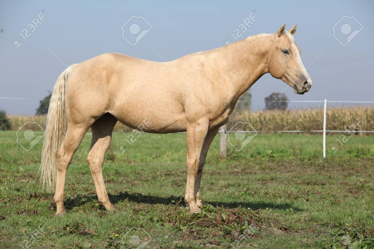 pie palomino