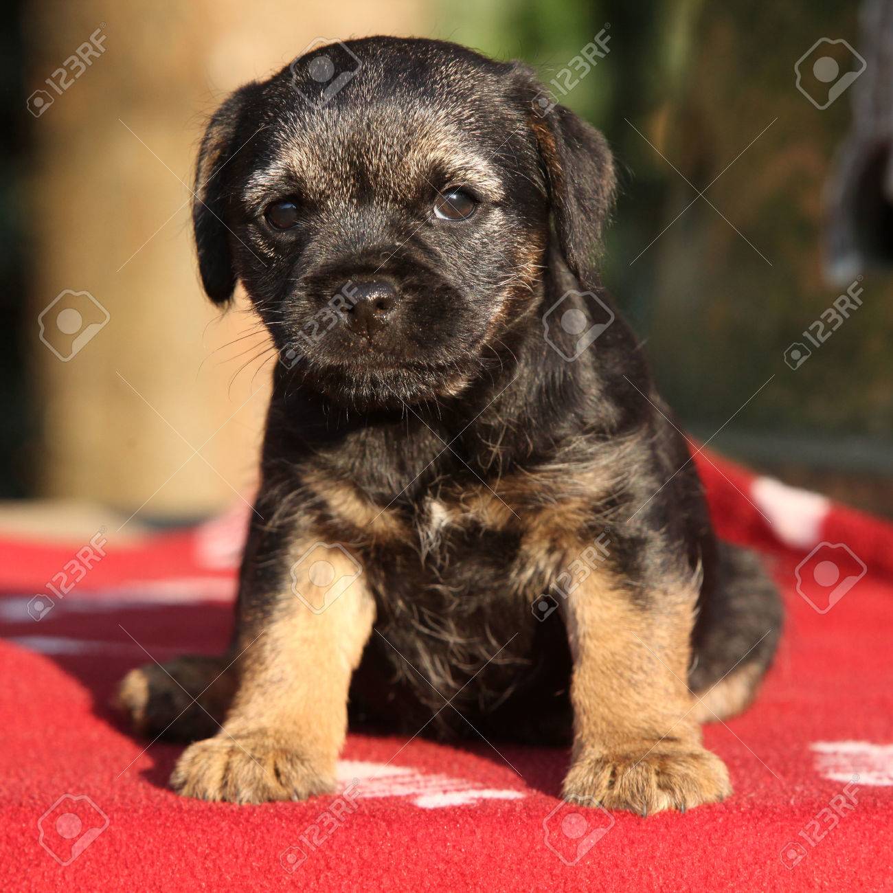 border terrier puppy