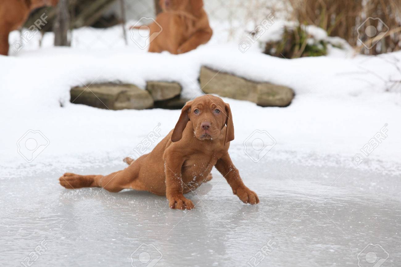 used ferret cages for sale
