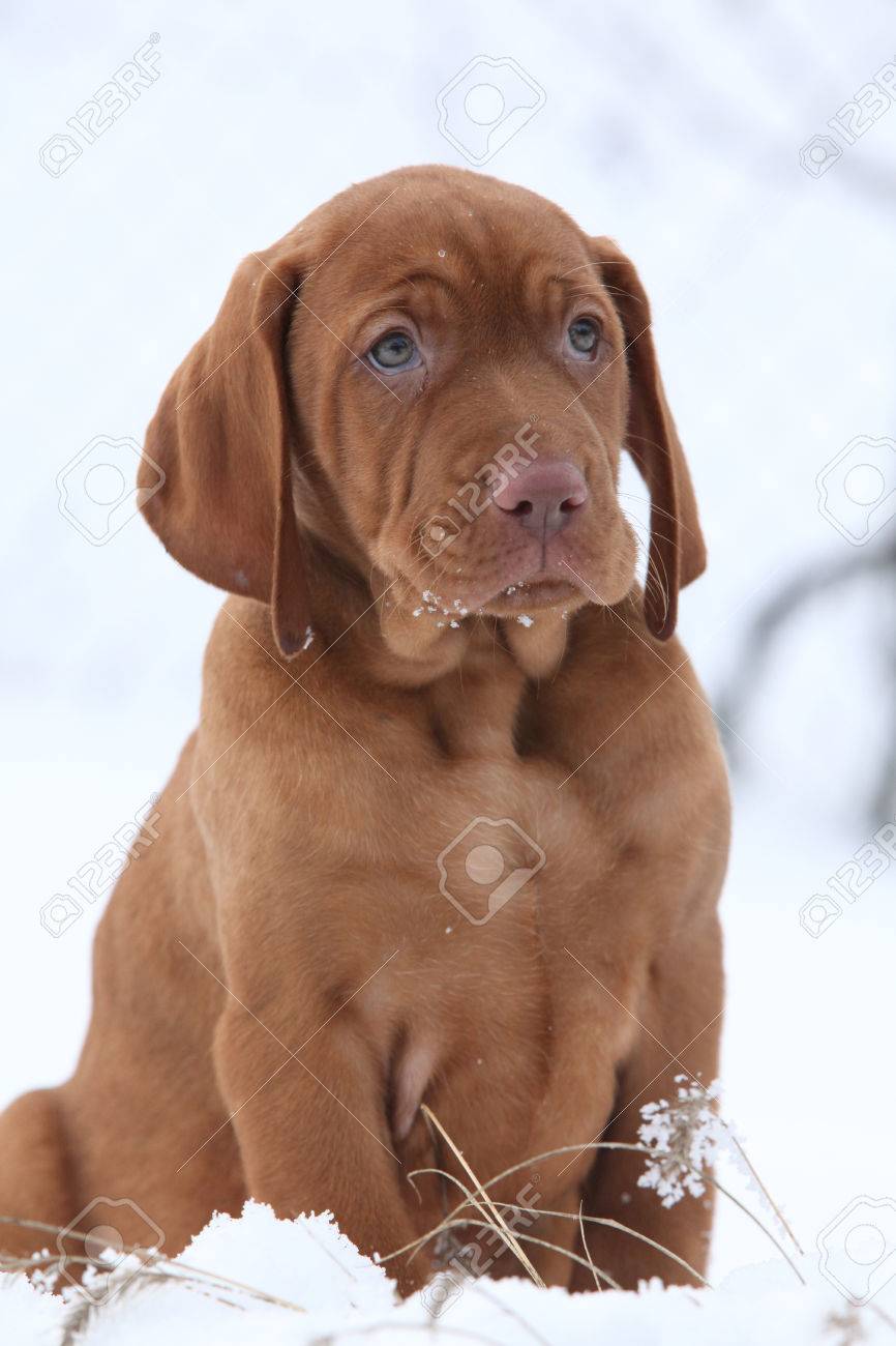 Hongrois Chien Darrêt à Poil Court Assis En Hiver