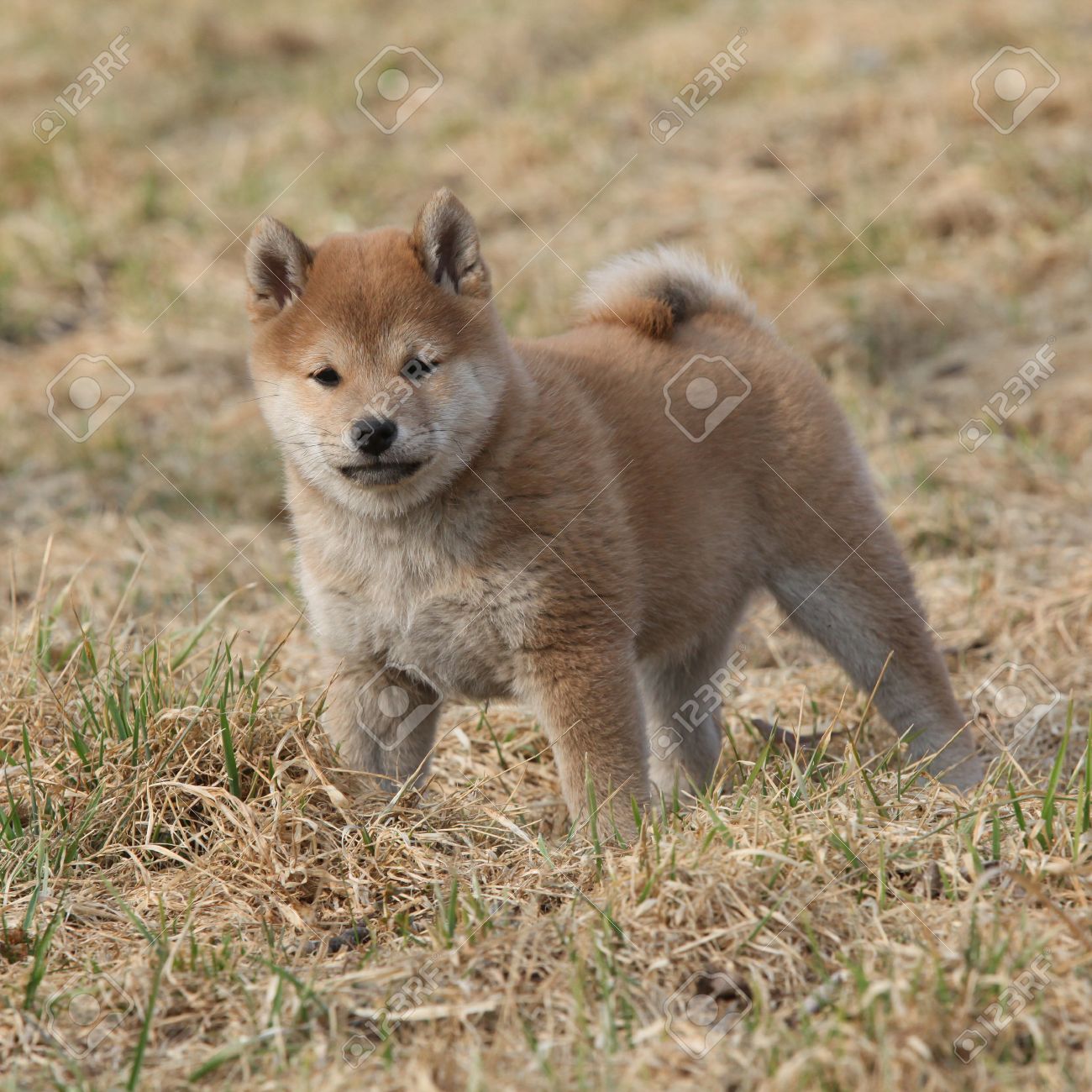 黄色い草の上の驚くべき面白い柴柴犬子犬 の写真素材 画像素材 Image