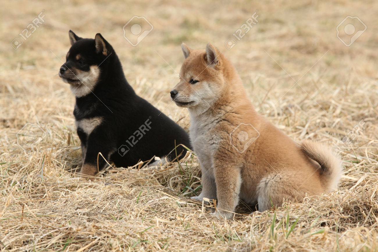 柴犬一緒に自然の中での 2 つの子犬 の写真素材 画像素材 Image