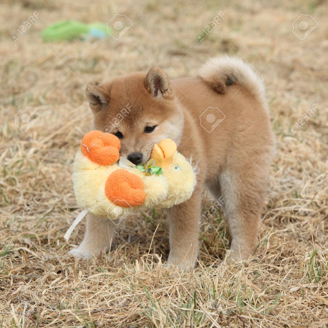 funny shiba inus