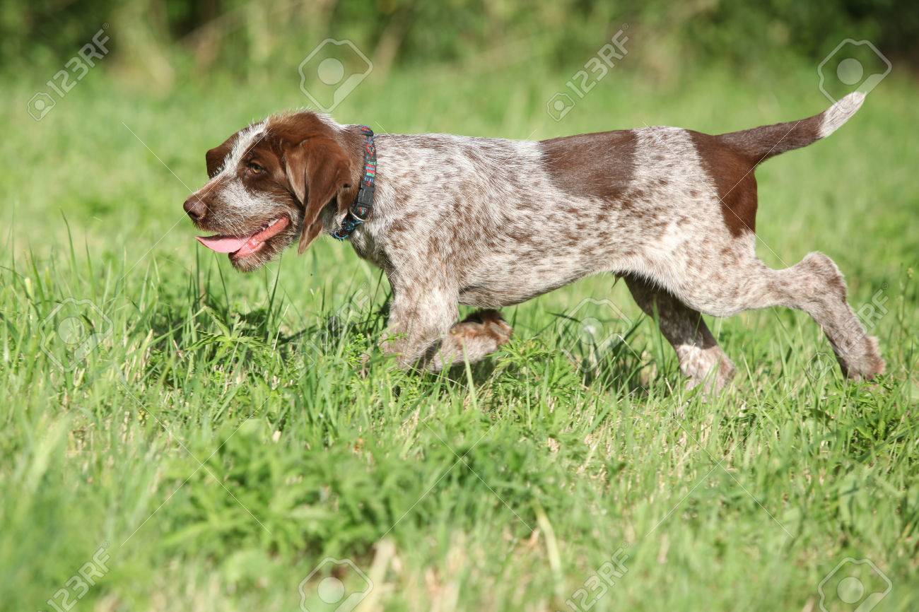 italian wirehaired pointer