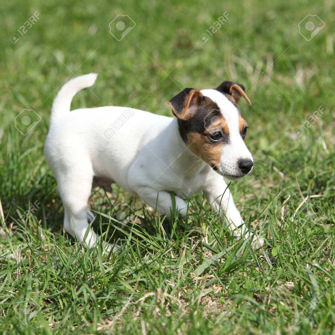 かわいいジャック ラッセル テリア子犬の芝生の上 の写真素材 画像素材 Image
