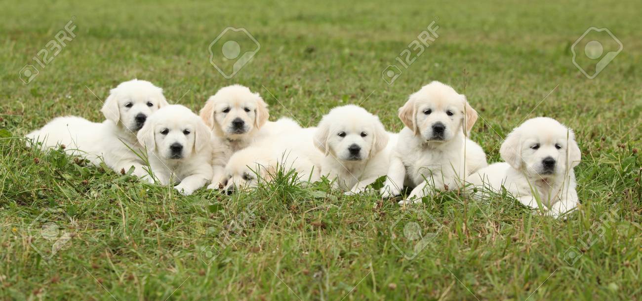 Amazing Group Of Golden Retriever Puppies On The Grass Stock Photo Picture And Royalty Free Image Image 99274646