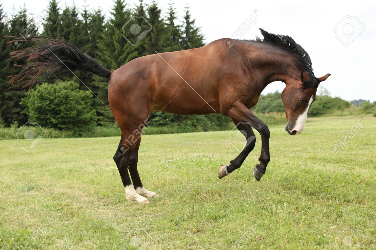 Beautiful Brown Horse Jumping In Freedom On The Grass Stock Photo, Picture  And Royalty Free Image. Image 100732763.
