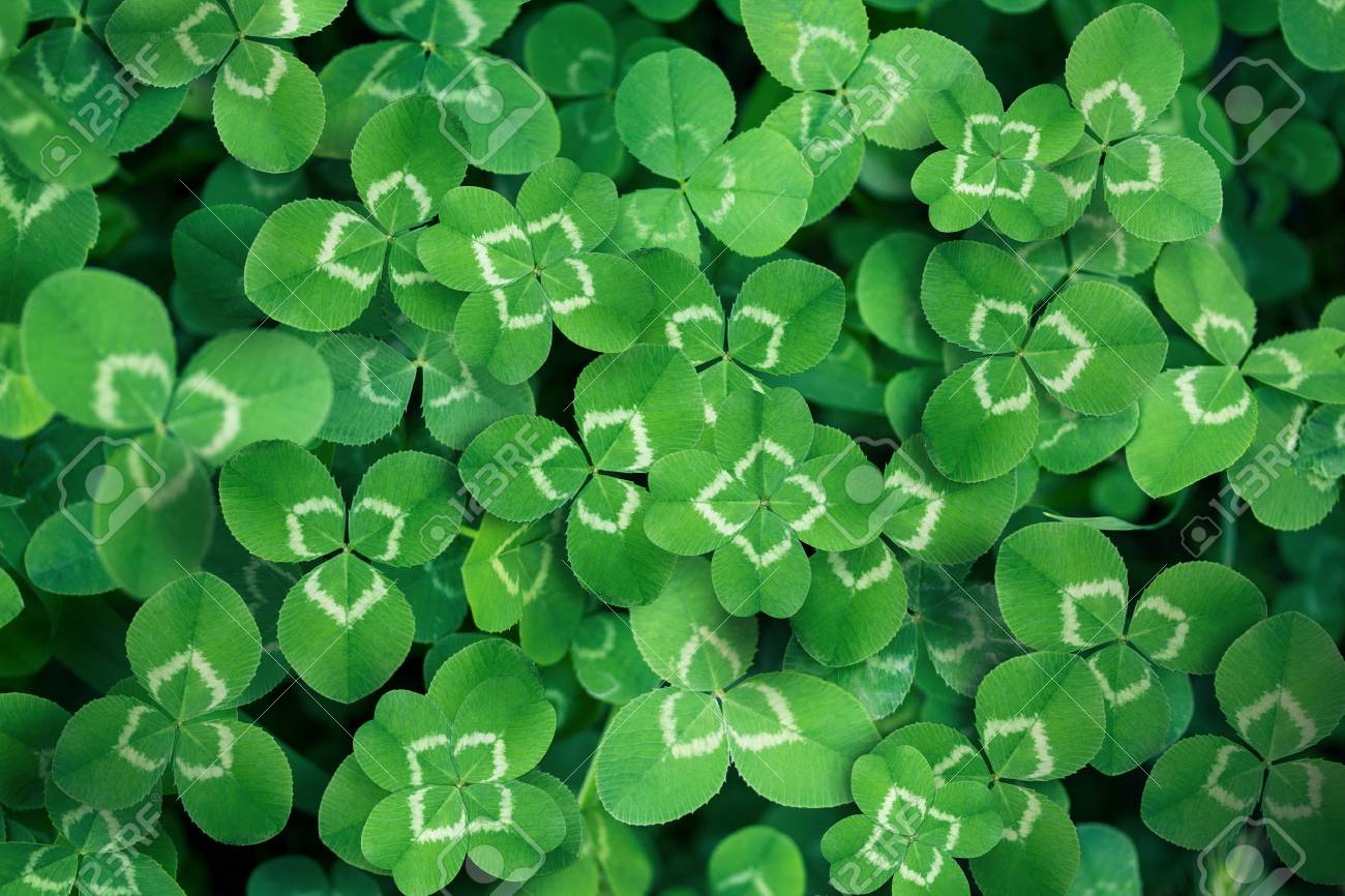 クローバーの葉背景として全画面表示 の写真素材 画像素材 Image