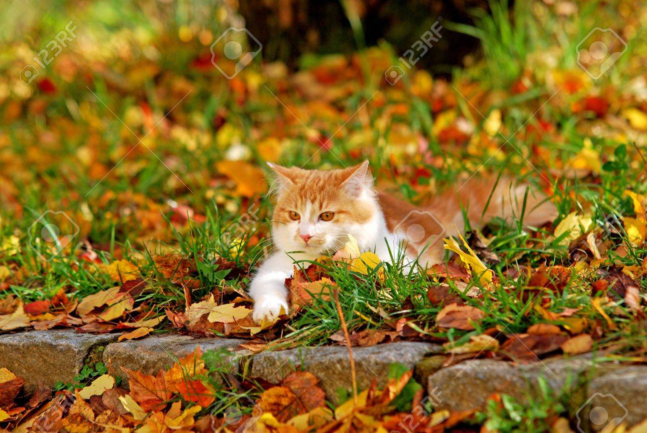秋の紅葉で横になっている猫の写真素材・画像素材 Image 15002909