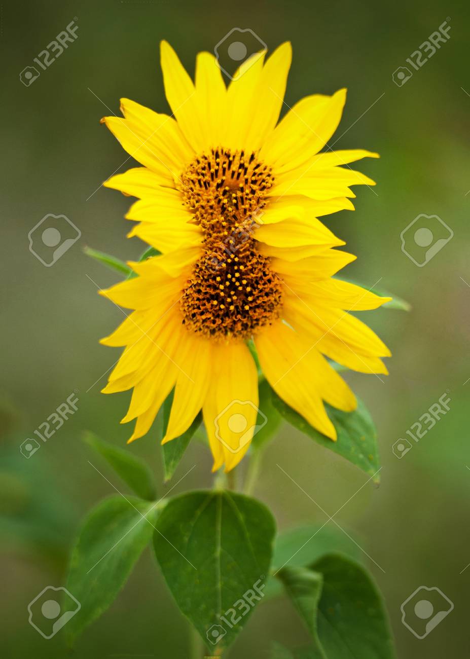 柔らかい緑の背景 2 つの頭の花が 1 つに一緒に育ったヒマワリ ツイン の写真素材 画像素材 Image 柔らかい緑の背景 2 つの頭の花が 1 つに一緒に育ったヒマワリ ツイン の写真素材 画像素材 Image