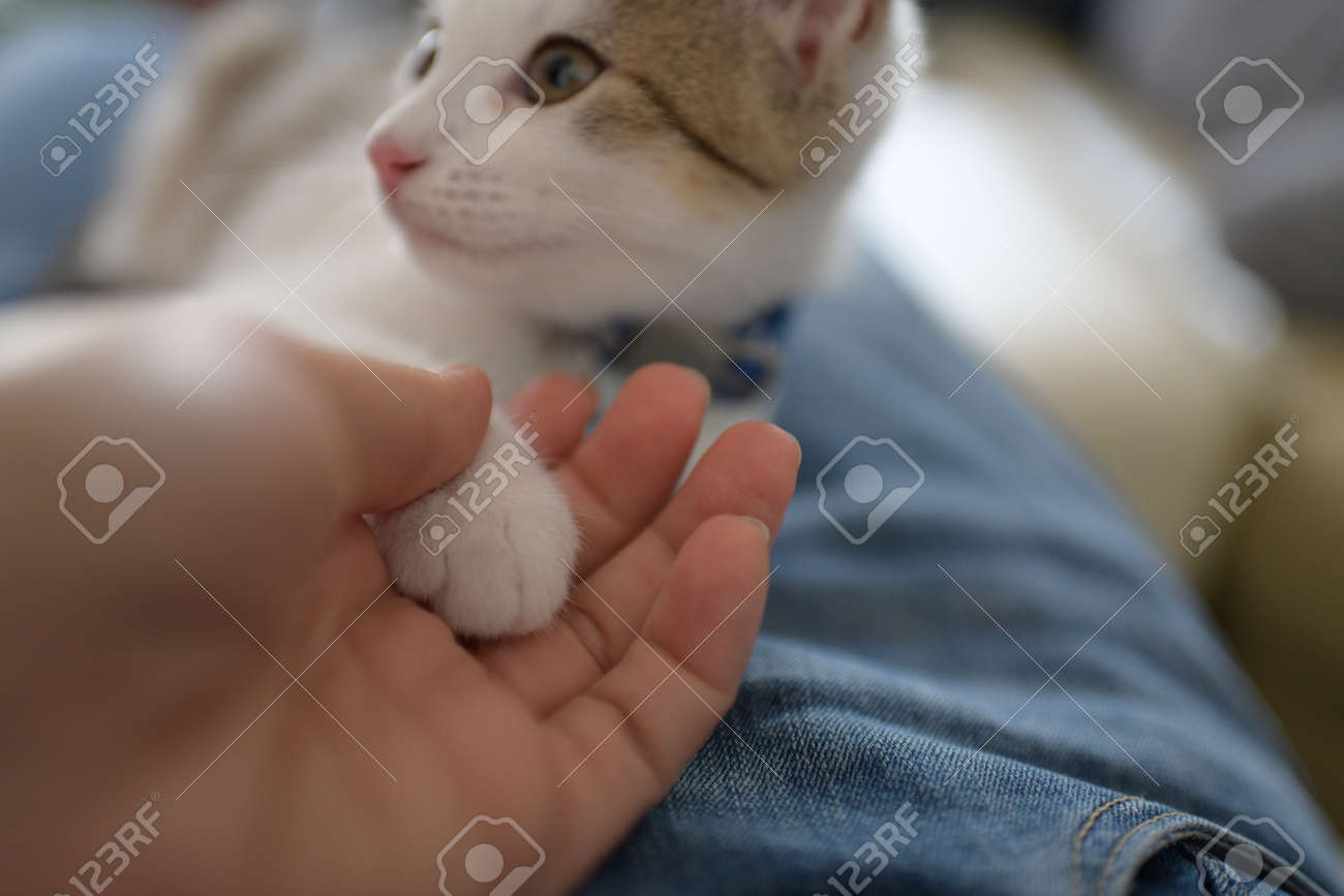 etiam-dictum-ipsum-a-felis