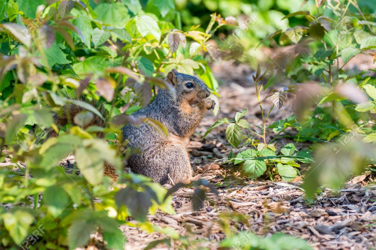 立っていると公園で食べ物を食べるかわいいの灰色のリス の写真素材 画像素材 Image 6641