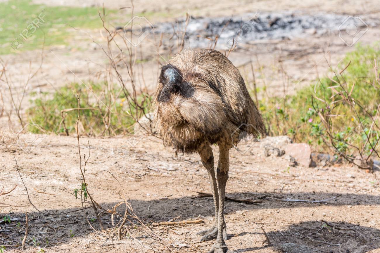 ジャケット・アウター BREATH OSTRICH SHORT DOWN L BADHOP BREATH OSTRICH SHORT DOWN L BADHOP