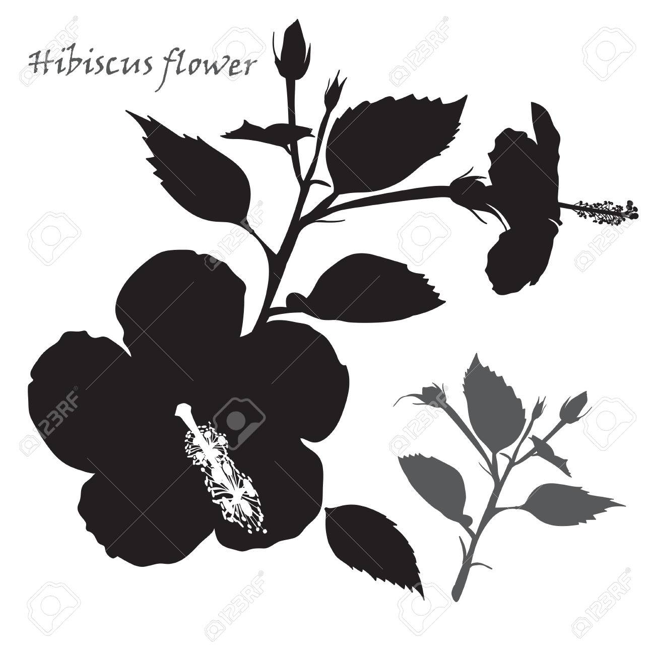 ハイビスカスの花 白い背景に黒のシルエット ベクトル図のイラスト素材 ベクタ Image
