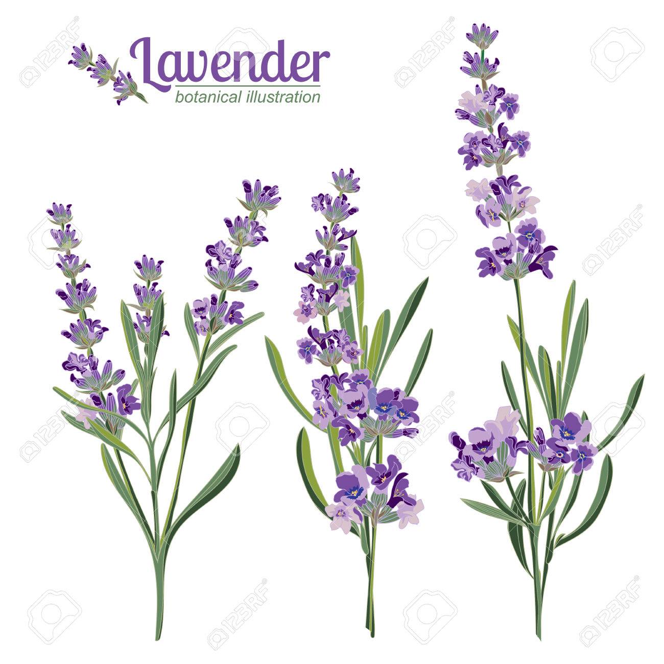 ラベンダー色の花の要素 植物のイラストは手描き のイラスト素材 ベクタ Image