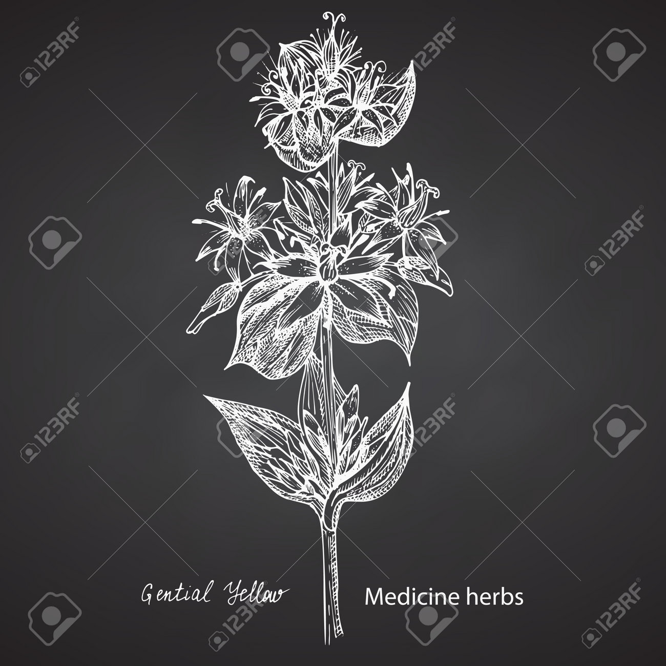Set hand drawn of Gentian yellow, lives and flowers in white color isolated on chalkboard background. Retro vintage graphic design. Botanical sketch drawing, engraving style. Vector. - 162597288 Set hand drawn of Gentian yellow, lives and flowers in white color isolated on chalkboard background. Retro vintage graphic design. Botanical sketch drawing, engraving style. Vector. - 162597288