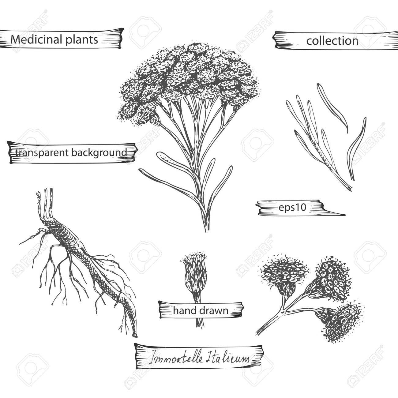 Set hand drawn of immortelle italian, Helichrysum flowers in black color isolated on white background. Retro vintage graphic design. Botanical sketch drawing, engraving style. Vector. - 162597298 Set hand drawn of immortelle italian, Helichrysum flowers in black color isolated on white background. Retro vintage graphic design. Botanical sketch drawing, engraving style. Vector. - 162597298