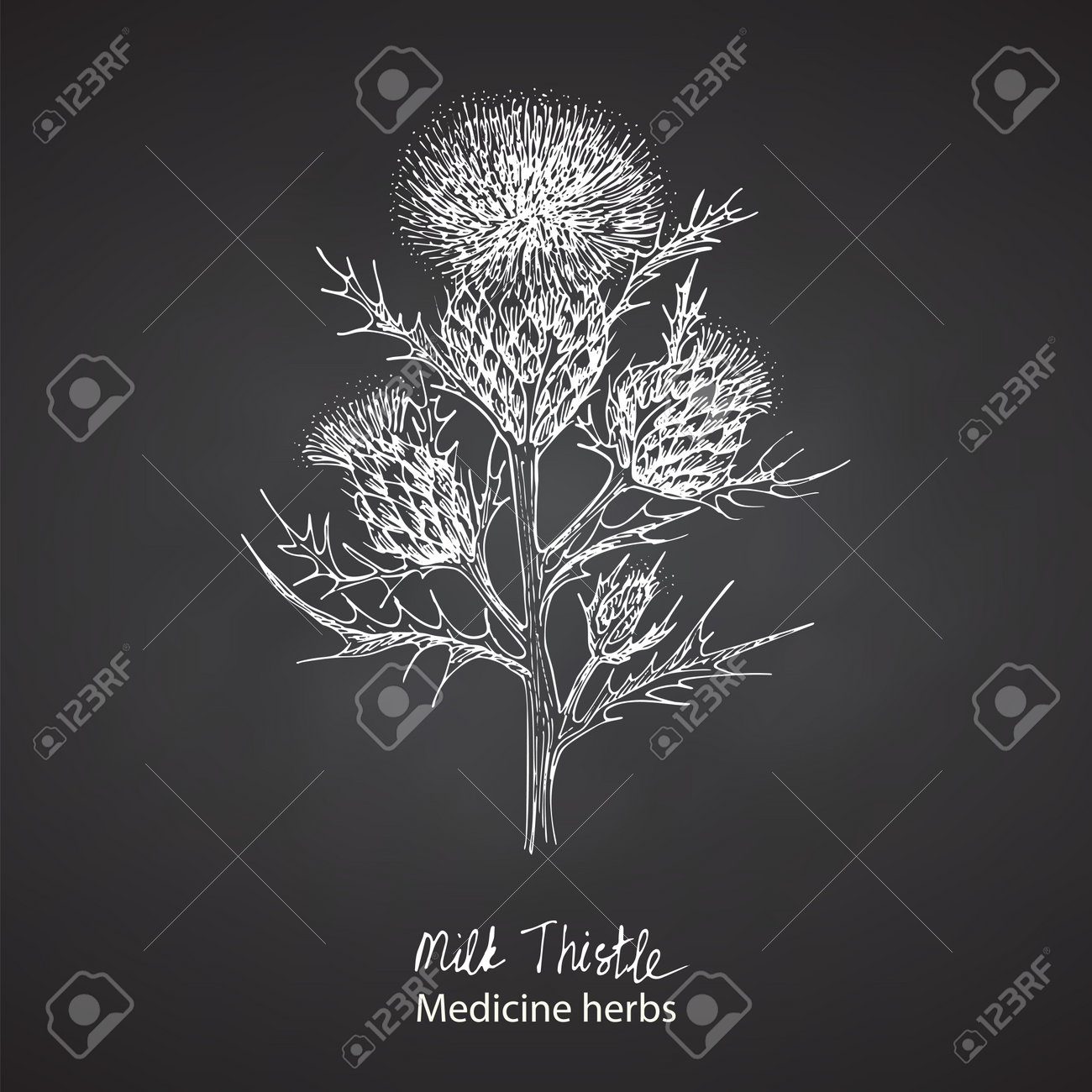 Set hand drawn of Milk Thistle, lives and flowers in White color isolated on chalkboard background. Retro vintage graphic design. Botanical sketch drawing, engraving style. Vector. - 162597301 Set hand drawn of Milk Thistle, lives and flowers in White color isolated on chalkboard background. Retro vintage graphic design. Botanical sketch drawing, engraving style. Vector. - 162597301