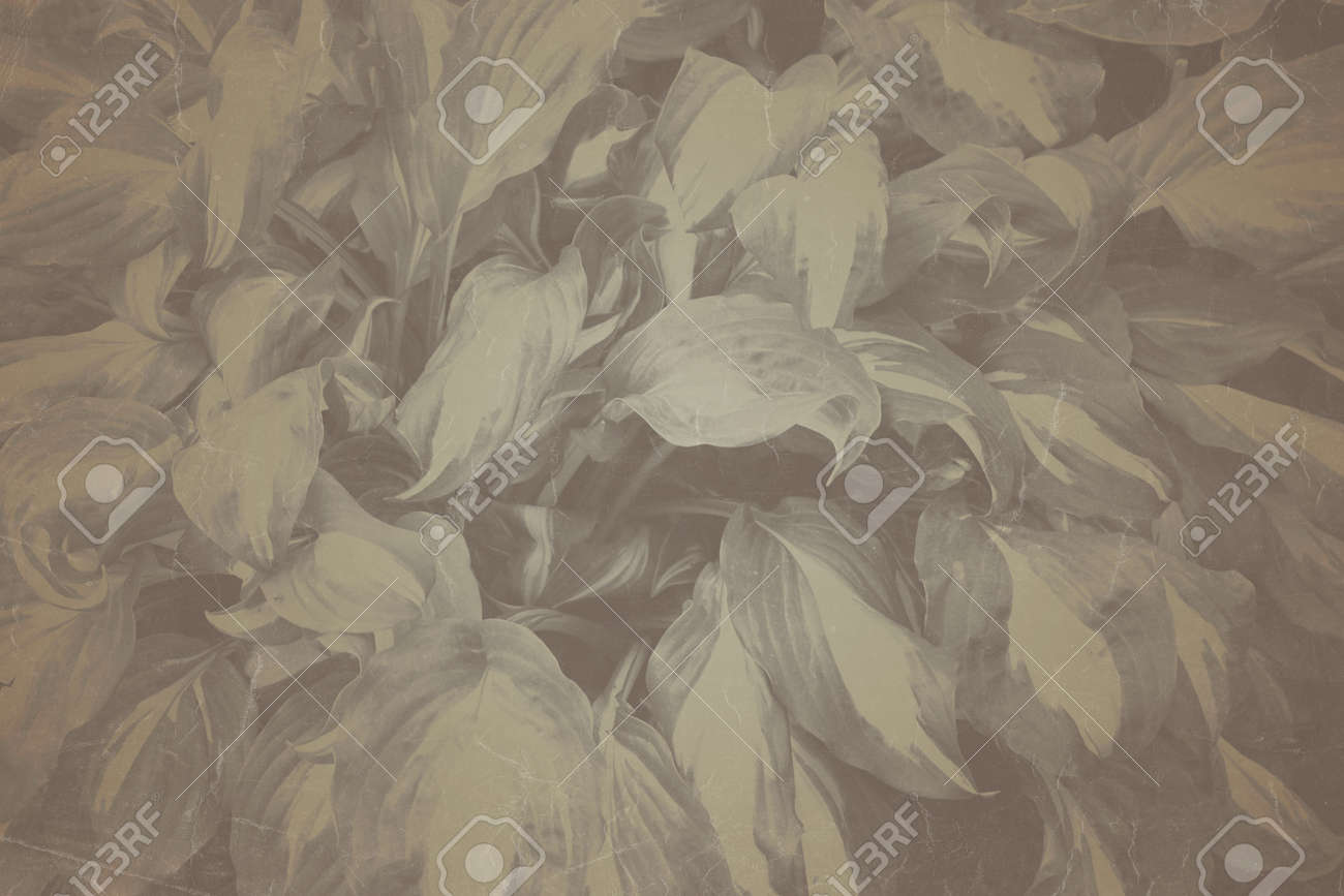 Fine art Vintage Plant texture. Grunge nature grass abstract background. Trendy overlay backdrop for create cute family photo, atmospheric child portraits and loving humans - 163875161 Fine art Vintage Plant texture. Grunge nature grass abstract background. Trendy overlay backdrop for create cute family photo, atmospheric child portraits and loving humans - 163875161