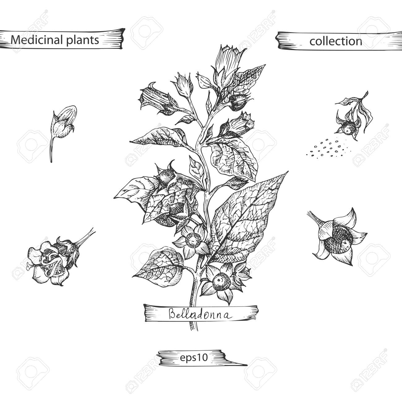 Set hand drawn of Belladonna, lives and flowers in black color isolated on white background. Retro vintage graphic design. Botanical sketch drawing, engraving style. Vector . - 163813652 Set hand drawn of Belladonna, lives and flowers in black color isolated on white background. Retro vintage graphic design. Botanical sketch drawing, engraving style. Vector . - 163813652