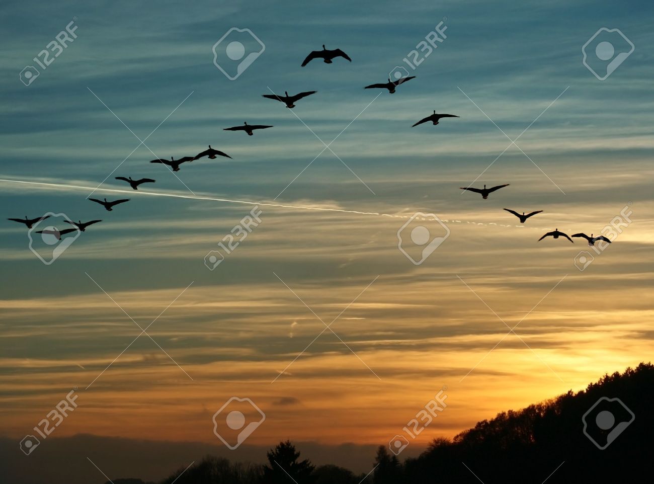 flock of migrating canada geese flying at sunset in a V formation - 16610706 flock of migrating canada geese flying at sunset in a V formation - 16610706