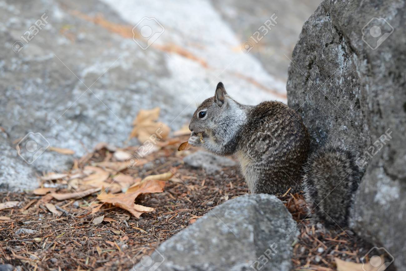 ヨセミテ国立公園の野生のリス の写真素材 画像素材 Image