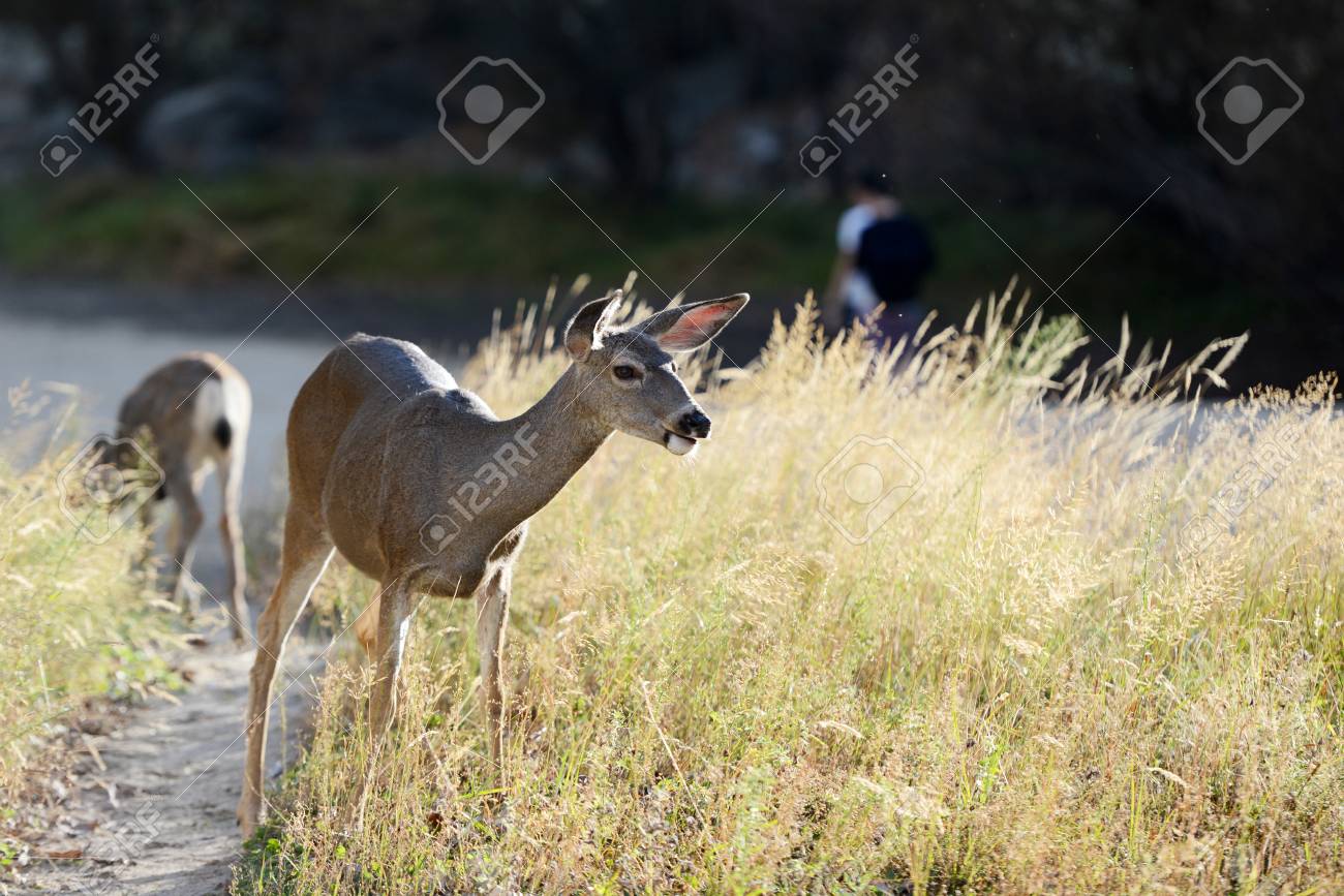 野生ミュールジカ ヨセミテ国立公園 の写真素材 画像素材 Image