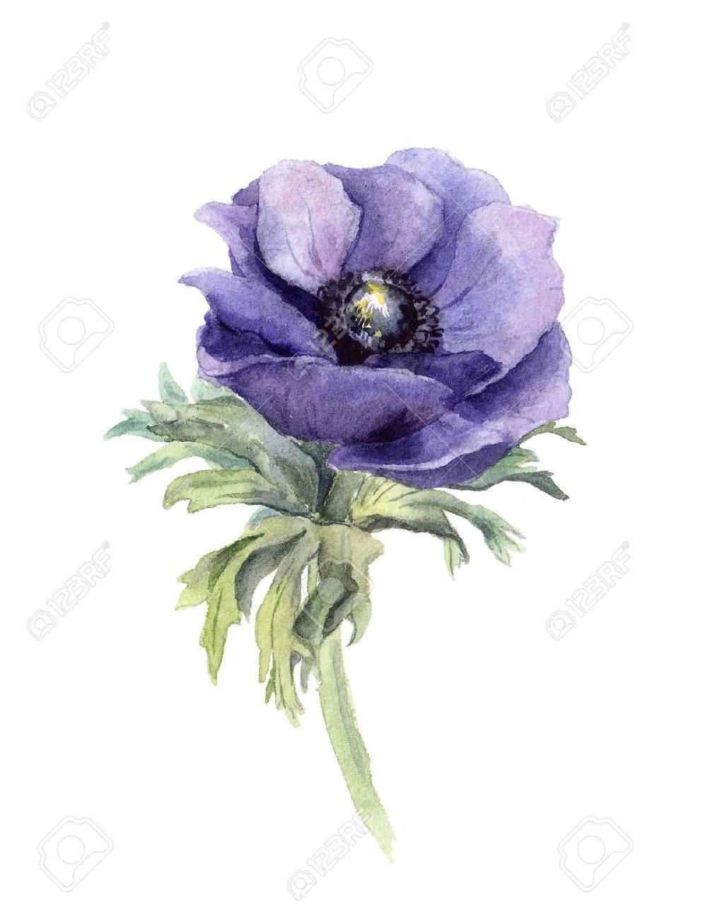 One Blue Anemone Flower White Background Handmade Watercolor Stock Photo Picture And Royalty Free Image Image