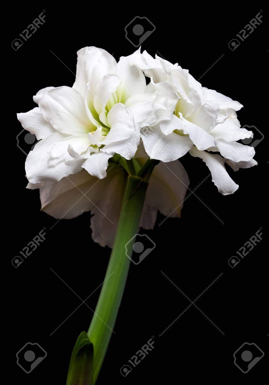 黒い背景にアマリリス ダブル開花品種屋外 の写真素材 画像素材 Image 5811