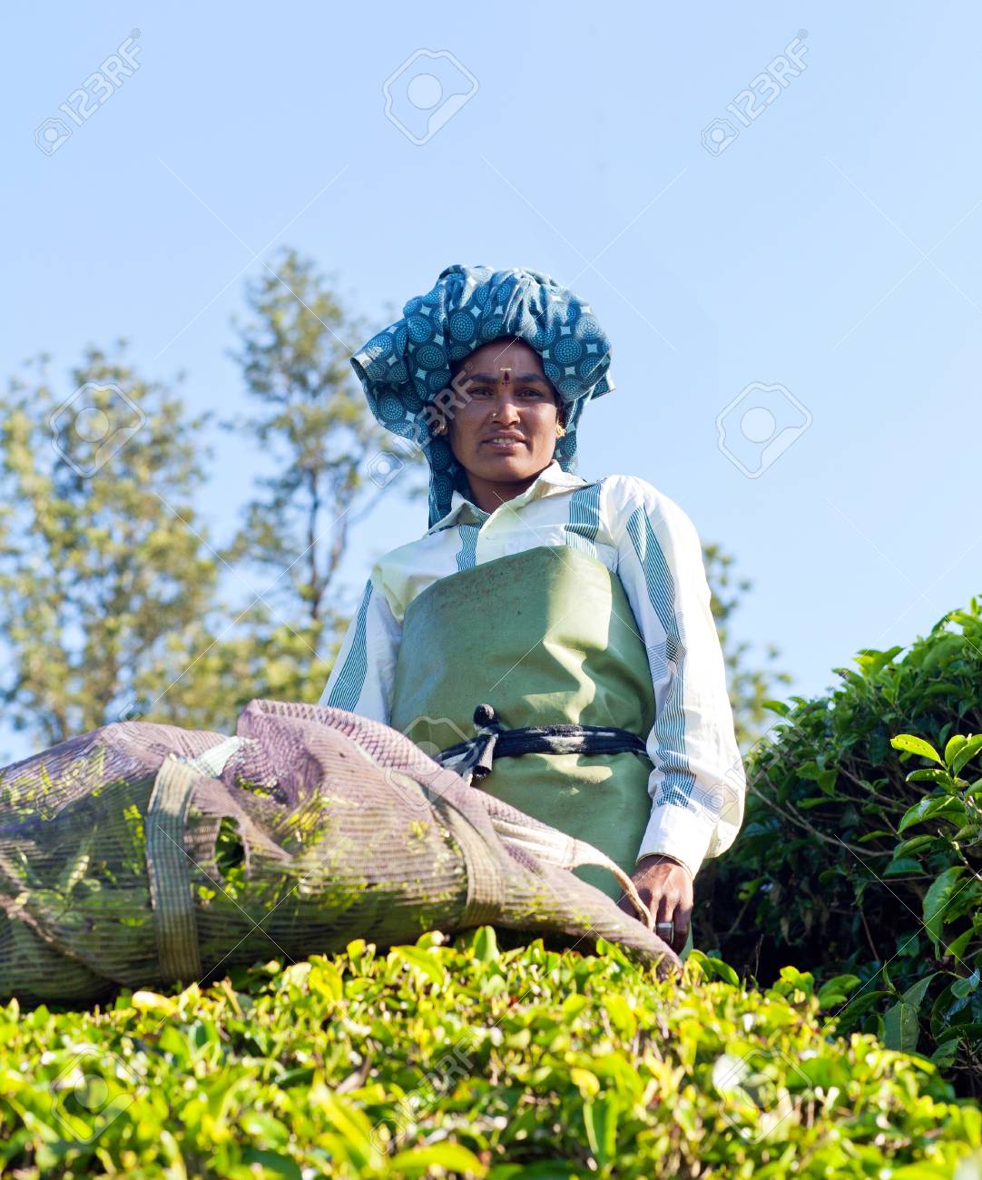 Munnar, La India - 18 De Enero De 2016: Selector De Té De Sexo Femenino Que  Trabaja En La Plantación De Té En Munnar, Kerala, La India Del Sur. Solo Se  Recogen