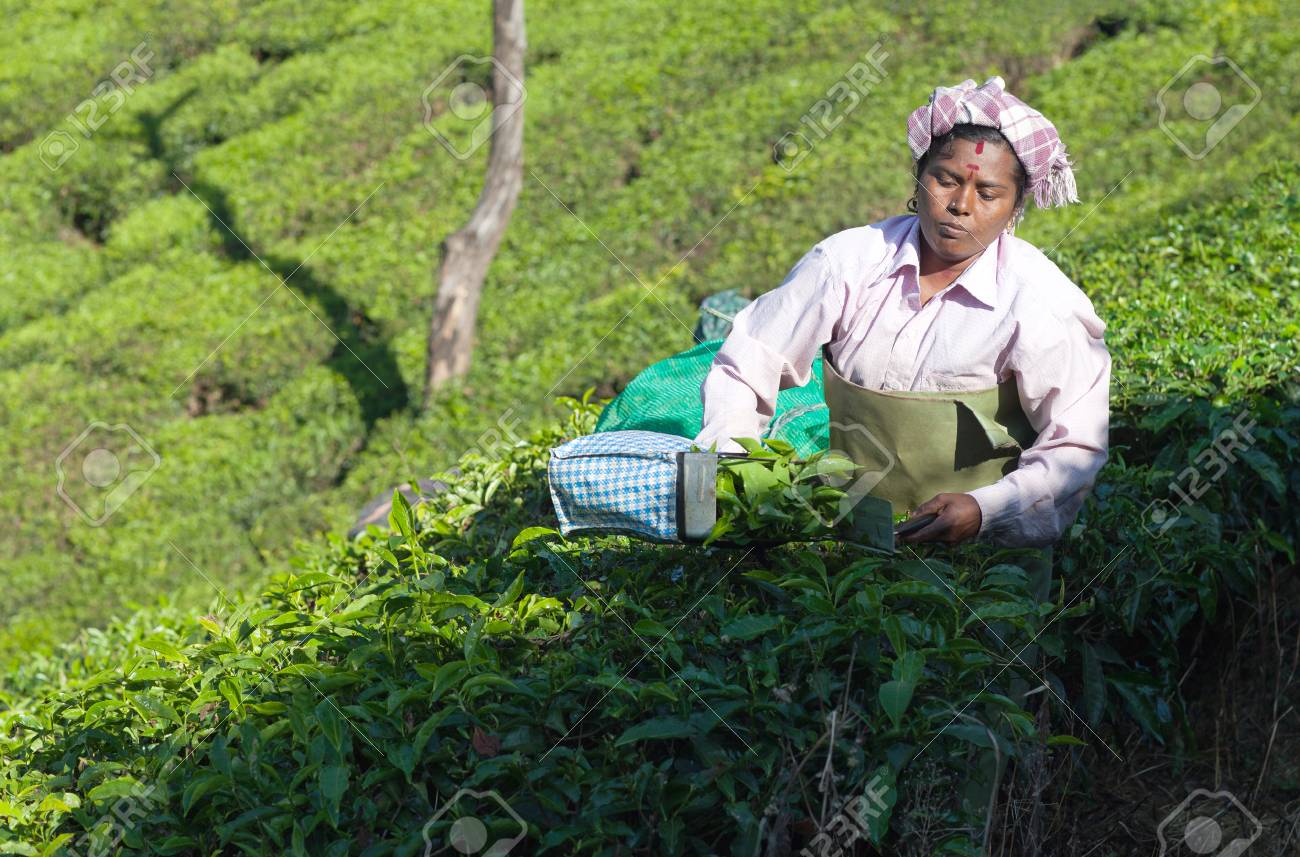 MUNNAR, LA INDIA - 18 DE ENERO DE 2016: Selector De Té De Sexo Femenino Que  Trabaja En La Plantación De Té En Munnar, Kerala, La India Del Sur. Solo Se  Recogen